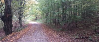 Grzmięca ↔ Bachotek, leśniczówka