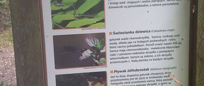 Wielgrób ↔ Grzmięca