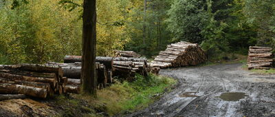 Polanica-Zdrój, al. Wojska Polskiego ↔ Rozejście szlaków