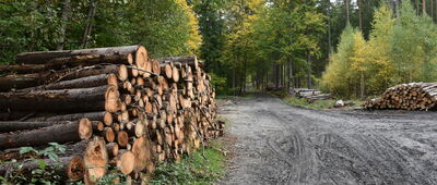 Polanica-Zdrój, al. Wojska Polskiego ↔ Rozejście szlaków