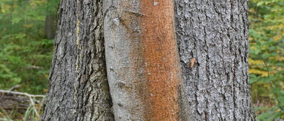 Polanica-Zdrój, al. Wojska Polskiego ↔ Rozejście szlaków