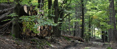 Wolarz ↔ Pod Wolarzem