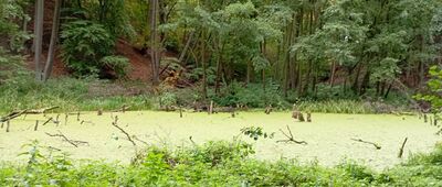 Chalin ↔ Prusim, rozejście szlaków