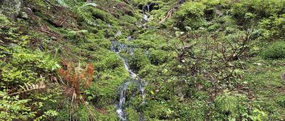 Szkolnikowe Rozstaje ↔ Skręt Ratowników [Strumyk]