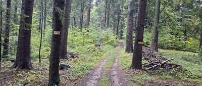 Nowy Sącz, Jamnica ↔ Czerszla