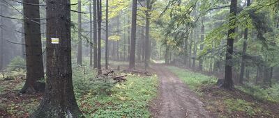 Nowy Sącz, Jamnica ↔ Czerszla