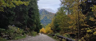 Odejście do Klasztoru Albertynów ↔ Kuźnice, leśniczówka