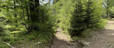 Pod Karolówką, odejście szlaku zielonego