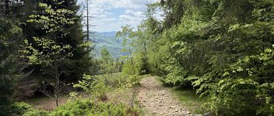 Pod Karolówką, odejście szlaku zielonego
