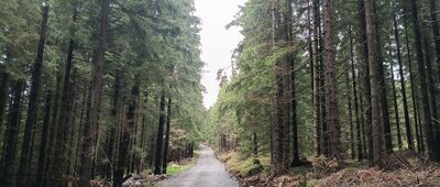 Hornické skály ↔ Heřmanovice, hřeben, rozc.