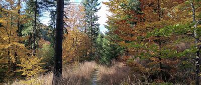 Droga 957 ↔ Przełęcz Krowiarki