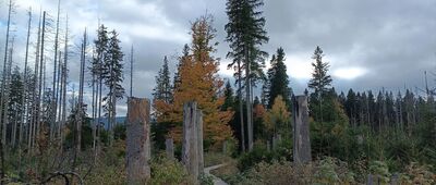 U Mechového jezírka ↔ Rejvíz, rozc.