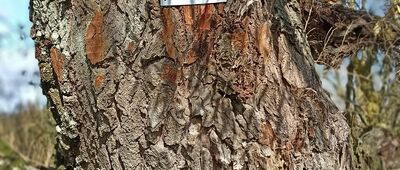 Kłopotowo ↔ Słońsk, Stacja Pomp