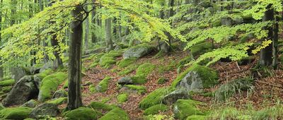 Przełęcz pod Kopistą ↔ Jagniątków, granica parku narodowego [Na niebieskim szlaku, wokół Żaru]