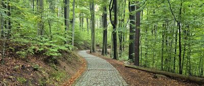 Skalny Grzyb ↔ Głazowisko [Za Skalnym Grzybem, na czerwonym szlaku]