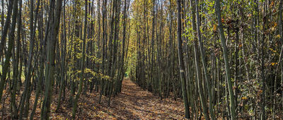 Pod Gajową ↔ Rozdroże pod Zawadą