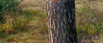 Miejsce Pamięci Narodowej WWII ↔ Suchatówka, dworzec kolejowy