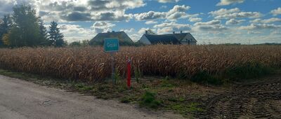 Wierzbiczany ↔ Brzózki