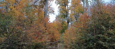 Tenczynek, ul. Bronowicka ↔ Rozejście szlaków