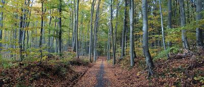 Rozejście szlaków ↔ Bukowa Góra