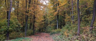 Baczyn, rozejście szlaków