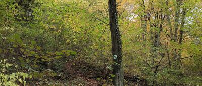 Skałka, Rezerwat Zimny Dół