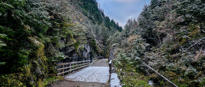 Wąwóz Kraków, odejście szlaku [Mostek nad Kościeliskim Potokiem]