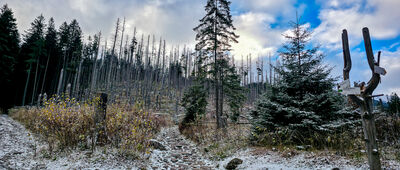 Rozejście szlaków [Skrzyżowanie szlaków w Tomanowej Dolinie]