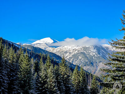 Starorobociański z Wyżniej Tomanowej Polany