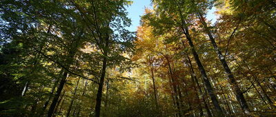 Bílá Voda, léčebna ↔ Przełęcz Różaniec