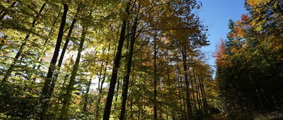 Bílá Voda, léčebna ↔ Przełęcz Różaniec