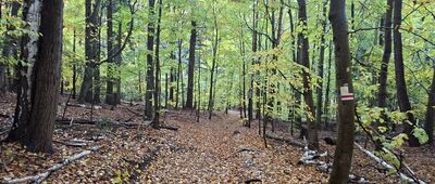 Klasztor Św. Krzyża ↔ Trzcianka, droga do gajówki