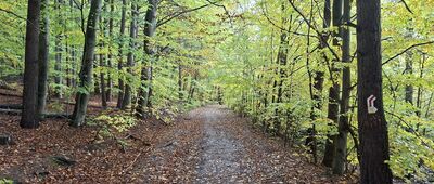 Trzcianka, droga do gajówki ↔ Betonówka