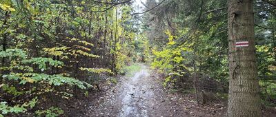 Trzcianka ↔ Kobyla Góra