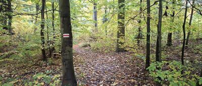 Paprocice ↔ Jeleniowska Droga