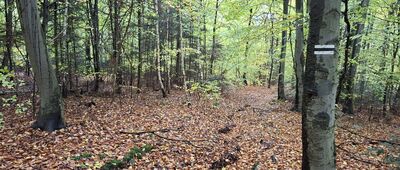 Stary Skoszyn, plebania ↔ Szczytniak