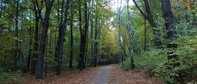 Park Śląski, leśniczówka