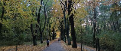 Aleja Klonowa ↔ Park Śląski, leśniczówka