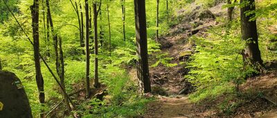 Zaječí rokle, rozc.