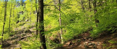 Zaječí rokle, rozc.