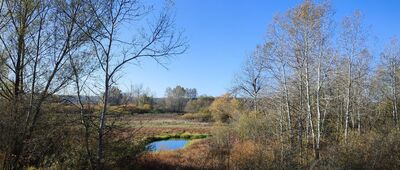 Chotcza Górna ↔ Rozejście szlaków [Bagna przy ujściu Iłżanki]