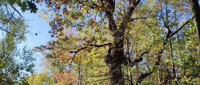 Miodne ↔ Pionki, ul. Zwycięstwa [Dąb - Pomnik przyrody]