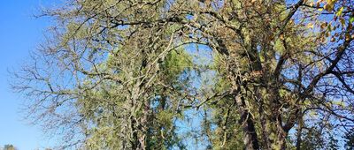 Miodne ↔ Pionki, ul. Zwycięstwa