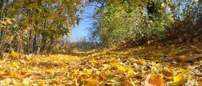 Rozejście szlaków ↔ Miodne