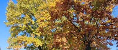 Zwoleń ↔ Rozejście szlaków