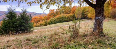 Wyżnie Młaki ↔ Nad Wierchomlą, odejście szlaku czarnego [Beskid Sądecki - na niebieskim szlaku: Bacówka nad Wierchomlą - Wyżne Młaki]