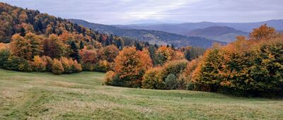 Nad Wierchomlą, odejście szlaku czarnego ↔ Bacówka PTTK Nad Wierchomlą [Beskid Sądecki - widok z polany przy Bacówce nad Wierchomlą]