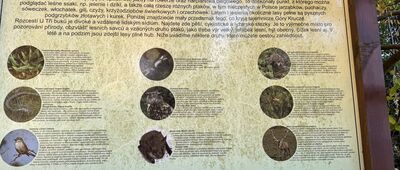 Rozdroże Trzech Buków