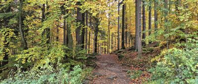 Przesieka, ul. Kręta ↔ Nad wodospadem Podgórnej [Szlak z centrum Przesieki na Wodospad Podgórnej]