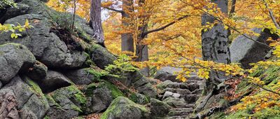 Przełęcz Żarska [Nad Przełęczą Żarską, podejście na Chojnik]